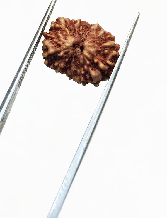 14 Mukhi Indonesian Rudraksha